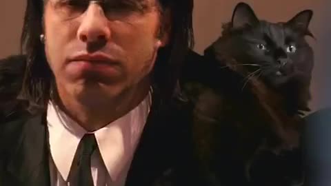 The Cat Montage! 🐈