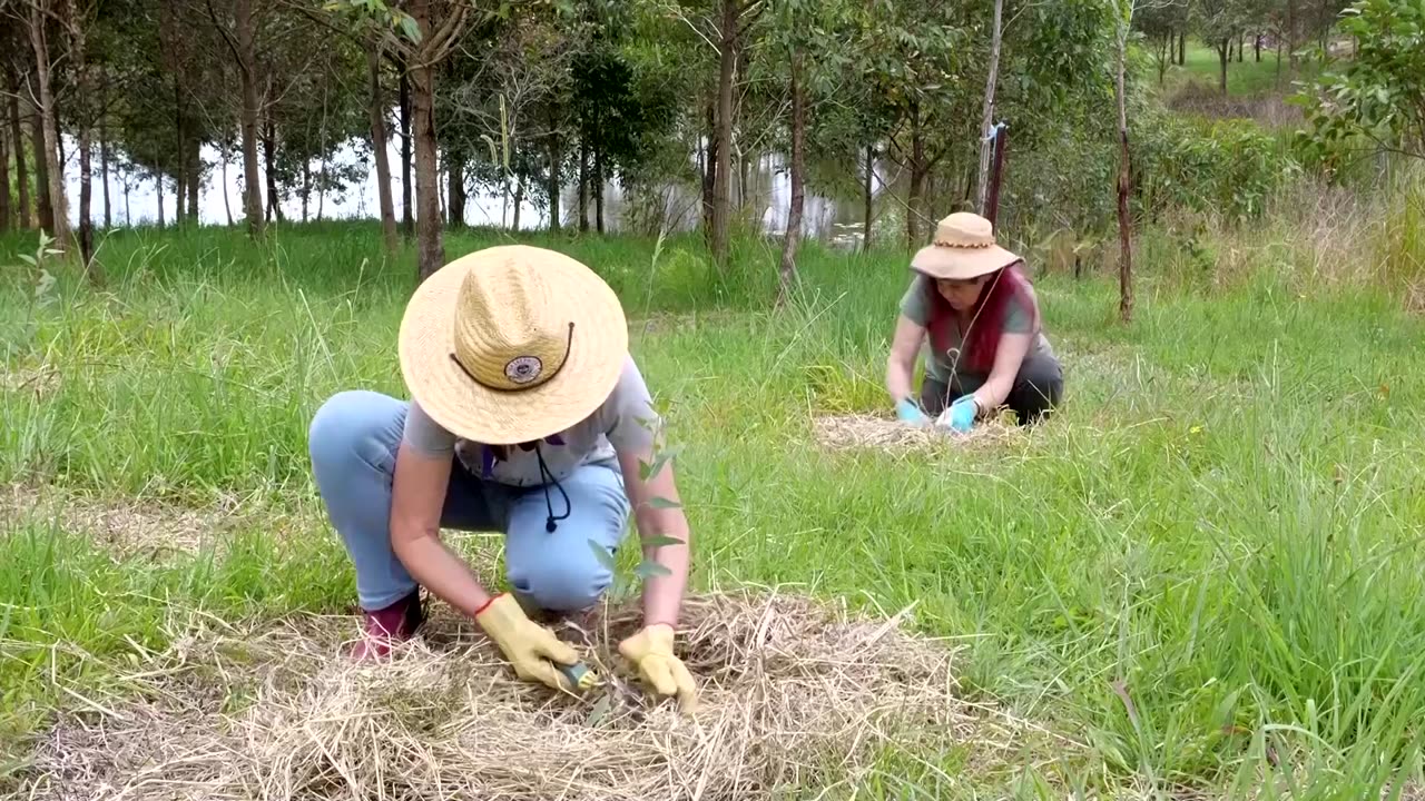 'Koala corridors' to save Australia's endangered marsupial