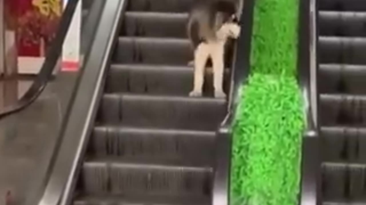 Funniest Cats and Dogs πΆπ± | Funny Animal Videos #9