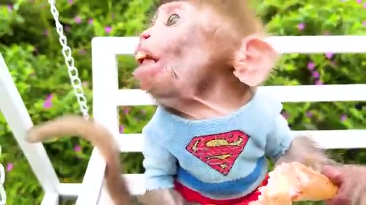 Monkey baby video