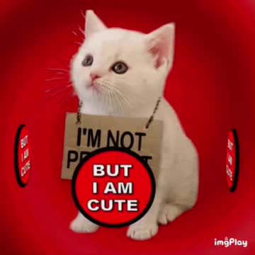 Cute Cat Gif