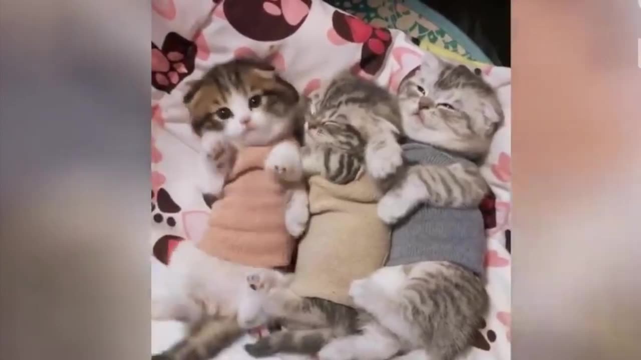 Cute Cats Videos 2023 - Funny Cat Videos 2023