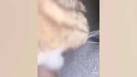 Cute funny cat video 😻🙀😹