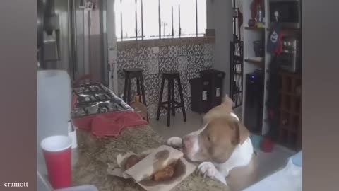 THE TRUTH ABOUT PITBULLS!