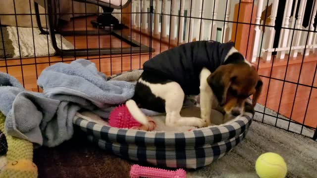 Puppy Chance learns his name!