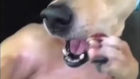 Funny animal moments