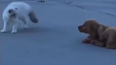 Dog on a mission to annoy his cat friend