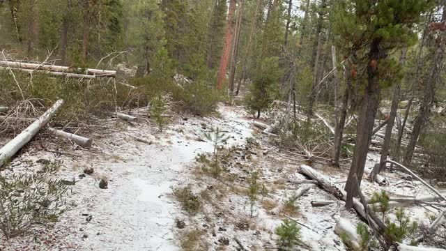 Quiet, Peaceful Forest Hiking – Central Oregon – Edison Sno-Park