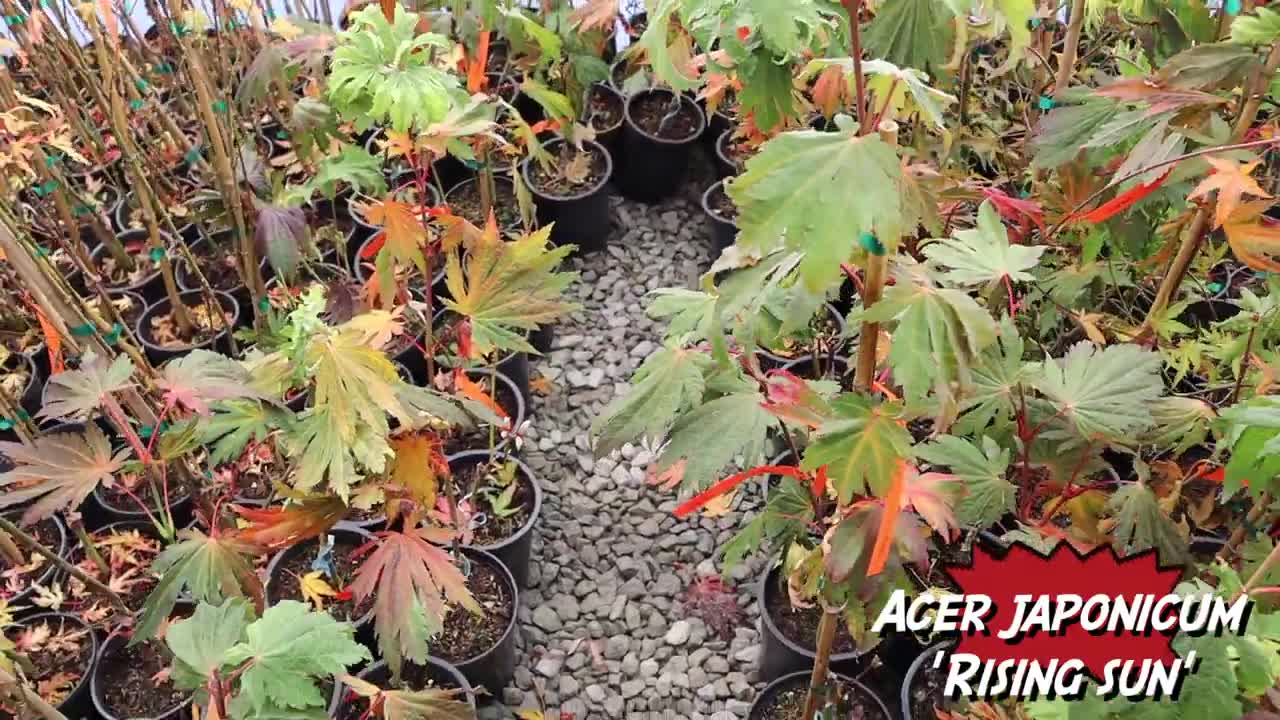 Greenhouse #19 Giant Size One Gallon Maples _ Walkthrough Wednesday