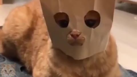 New Super Cat