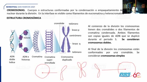 SEMESTRAL ADUNI 2021 | Semana 07 | Aritmética | RV S2 | Biología S2