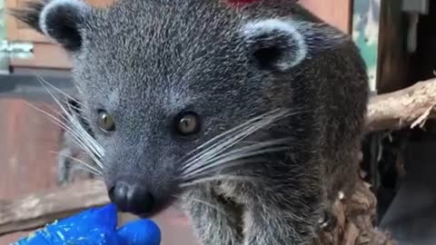 What animal is this? The keeper is feeding it fruit