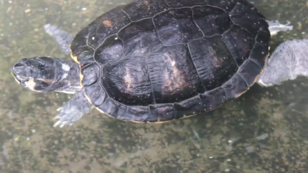 Turtle Swimming Swim Tropical Animal Water