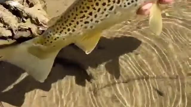 take me back to last weekend and big browns