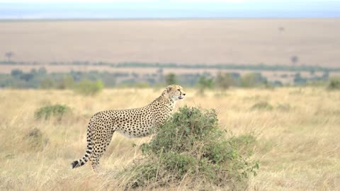 Saddle-billd stork, Gebard and Lion in Masai Mara. 4K HDR.