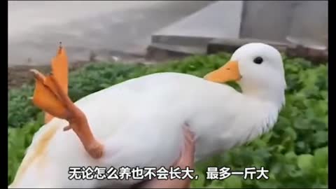 Little duck， special effect duck