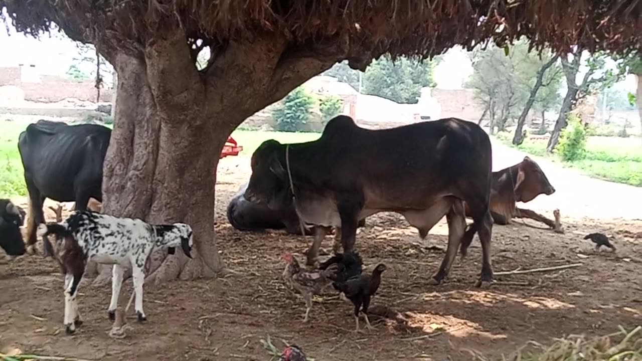 Village life .... beautiful https://payup.video/u/205463