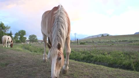 Light brown horse walking towards camera