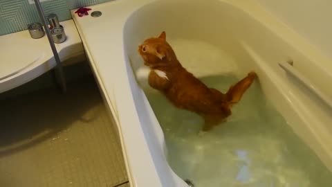 Epic Cats Hate Falling in Water