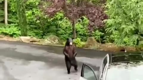 Funny animals videos