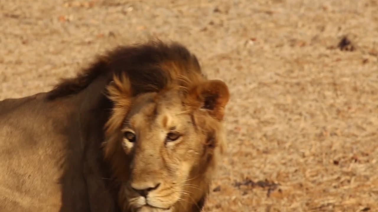 Lion status video HD ultra