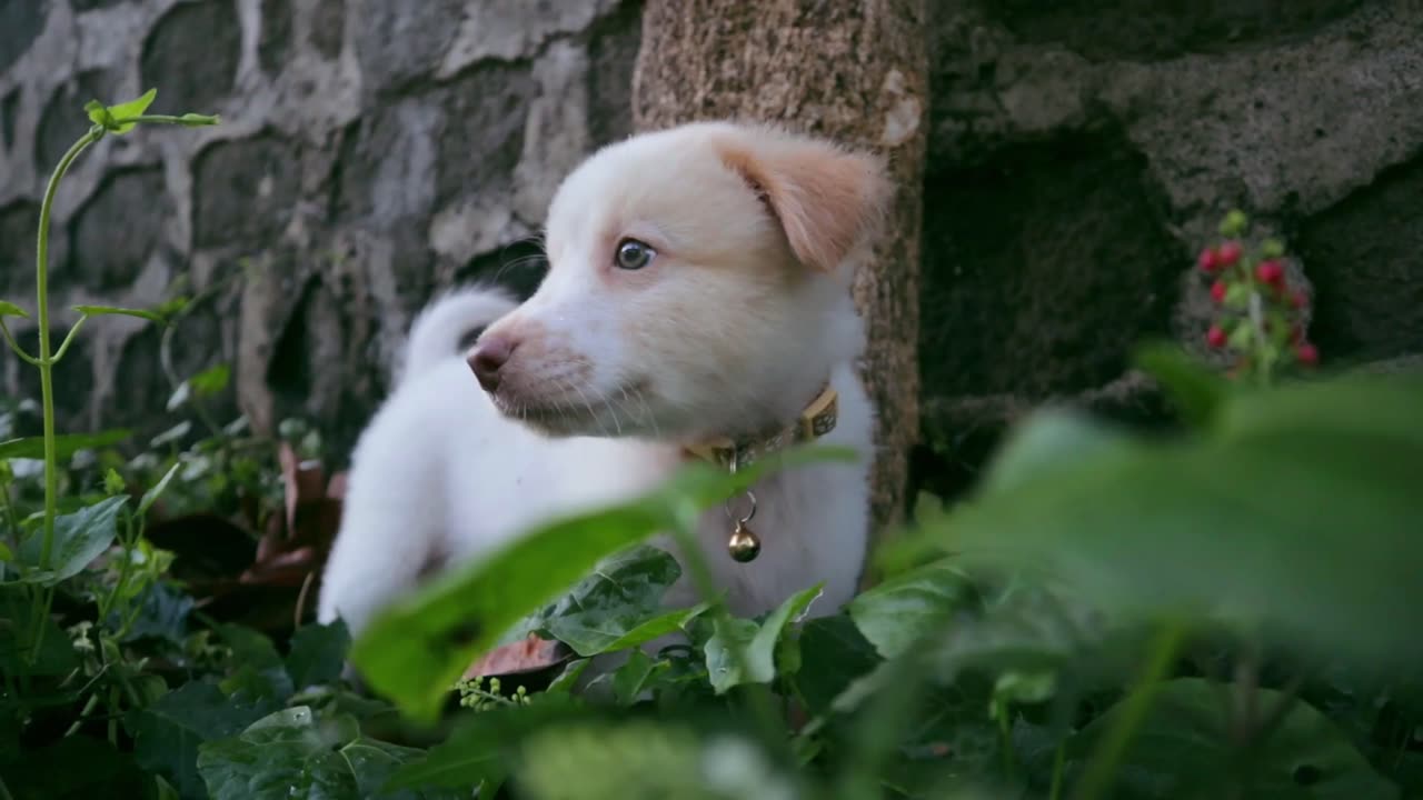 "Howl-tastic Cuteness Overload: Adorable Baby Golden Retriever Plays Fetch for the First Time!"