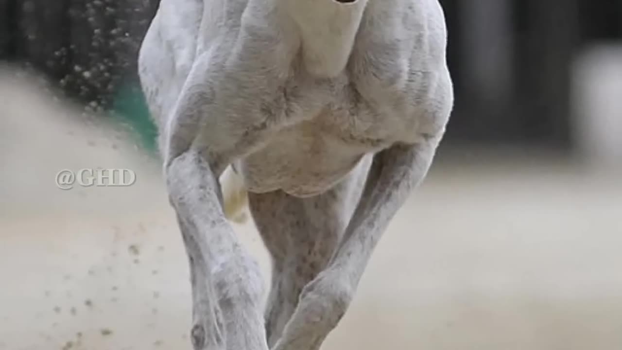 Top 10 fastest dogs alive.