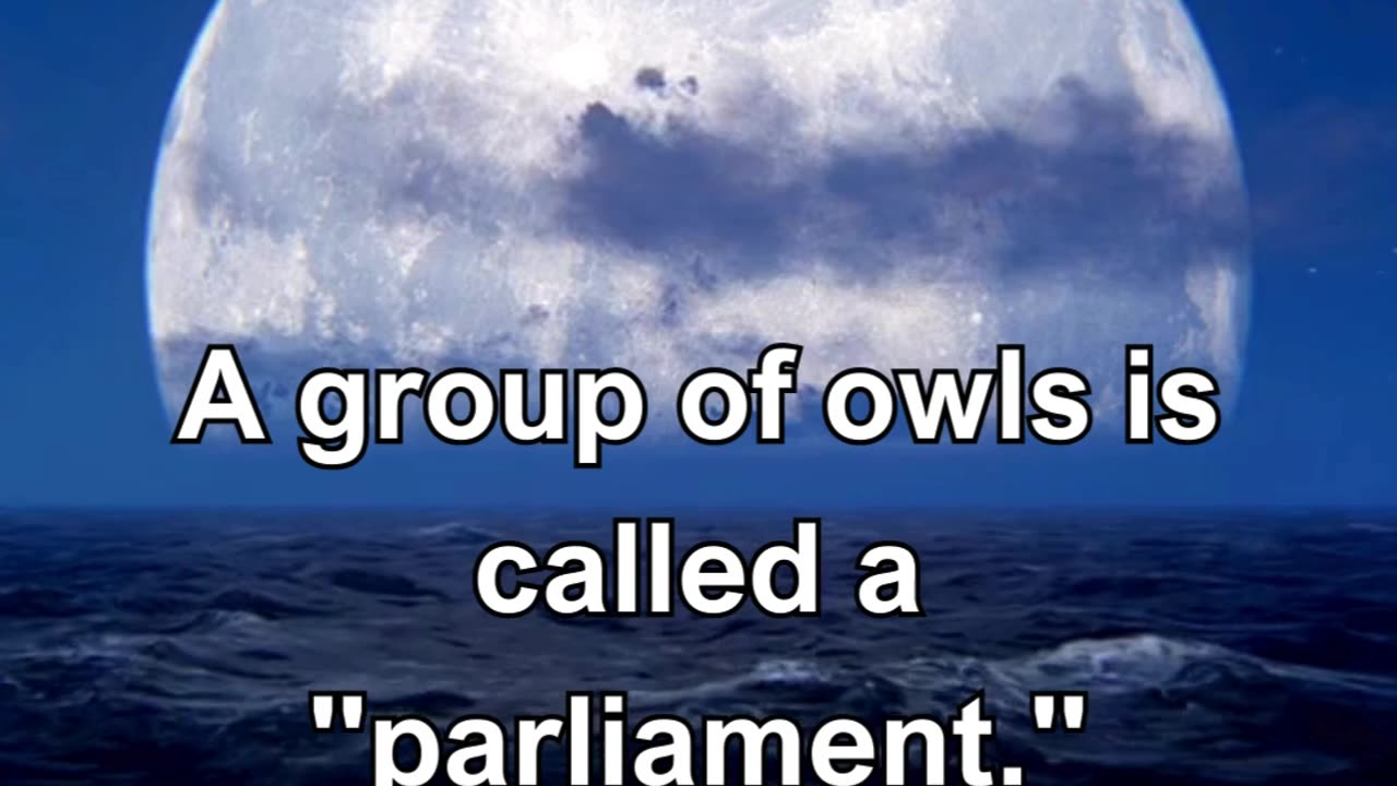 A group of owls is called a parliament.