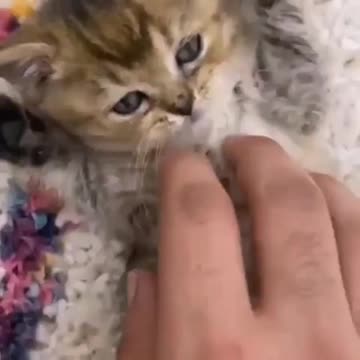 😻💖😻 Cute Cat Playing with Owner 😻💖😻