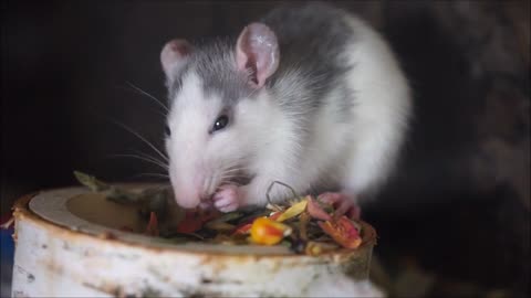 Hungry Rat