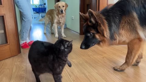 German Shepherd Puppy Meets a Cat For The First Time