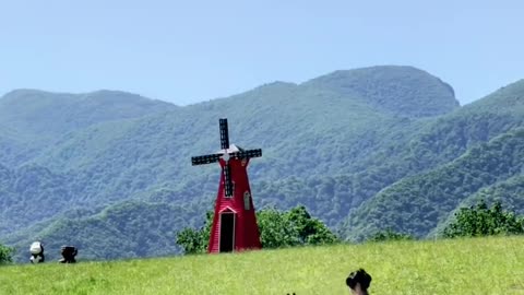 Take her to Dajiu Lake to see sika deer, travel recommender of Dajiu Lake sika deer