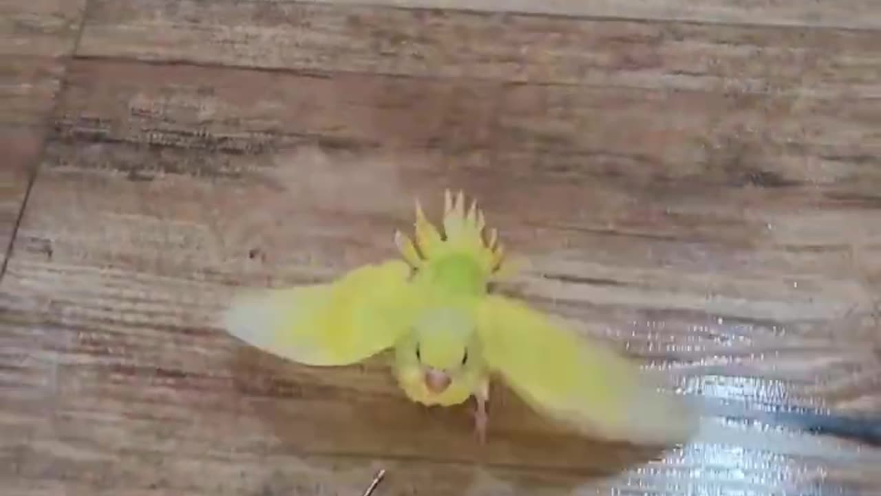 Hand Feeding ☺️💖 hungry baby Bird 🕊️