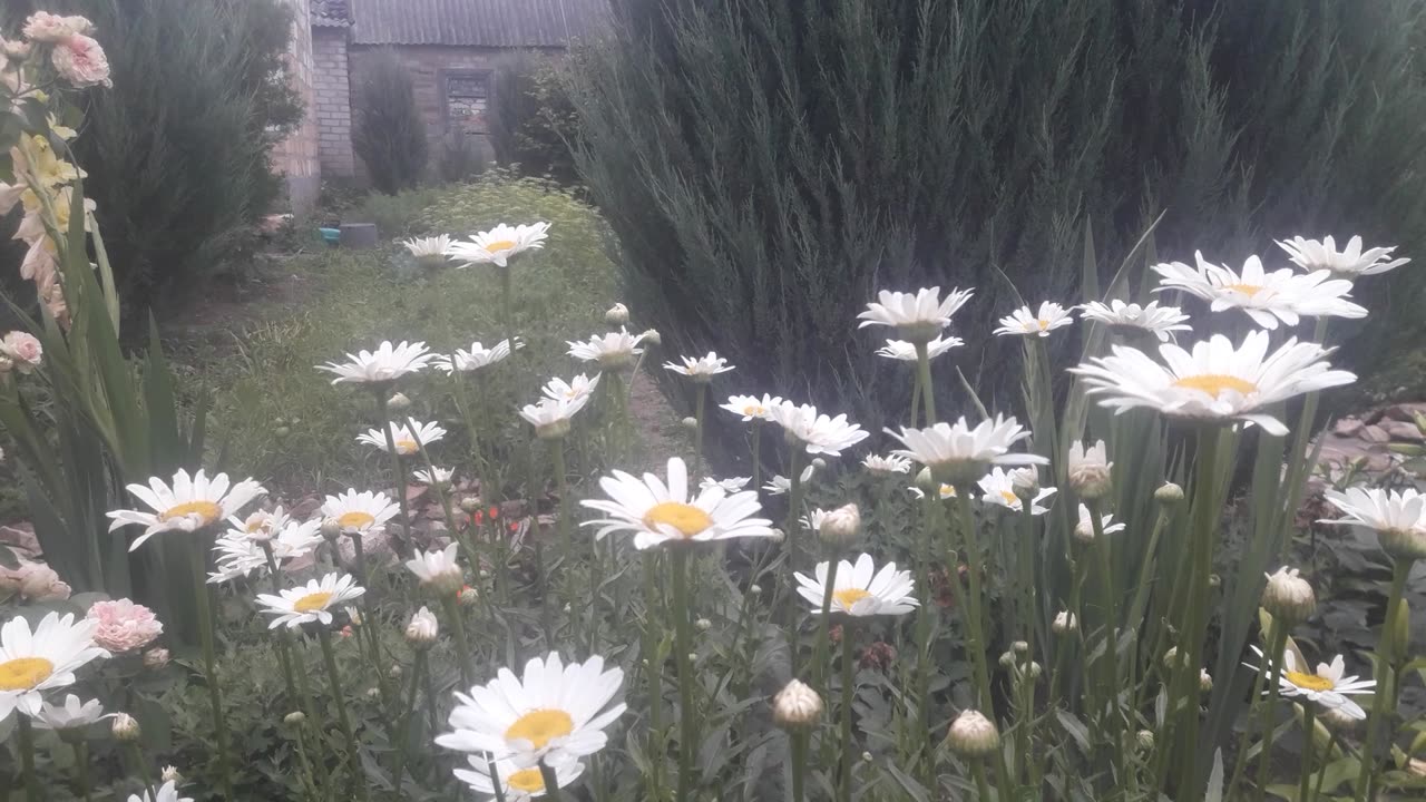 Shasta daisies