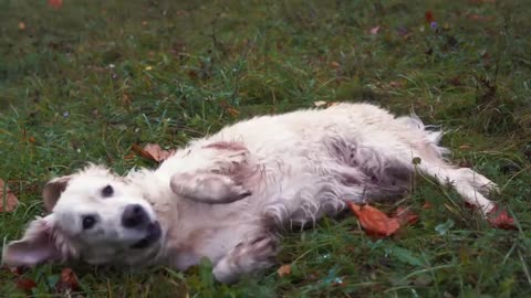 white dog having fun in the garden