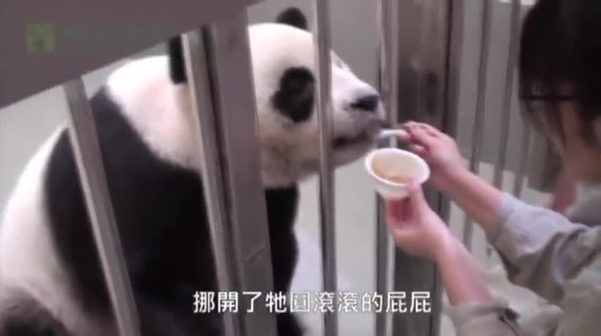 Baby Panda Meets Mom For First Time