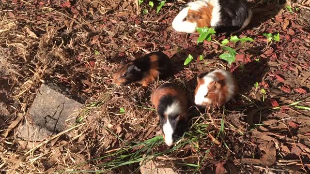 Family of guinea pigs meal