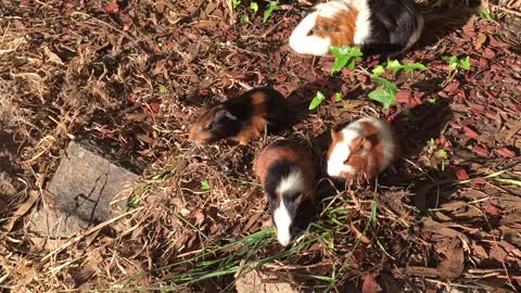 Family of guinea pigs meal