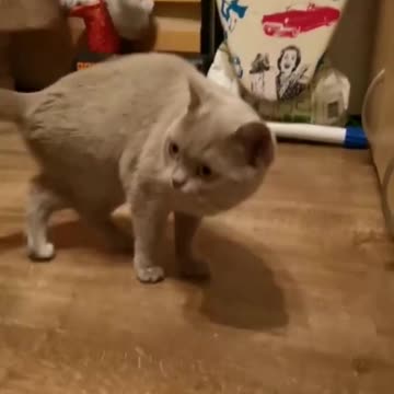 Lovely Cat, cats, cute cat, funny cat!-#Shorts