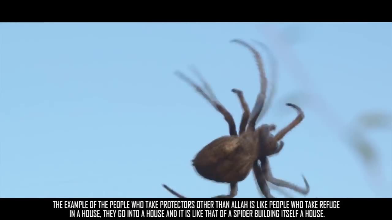 Science Confirms Quranic Claim - Weakest Homes Are That Of Spiders!