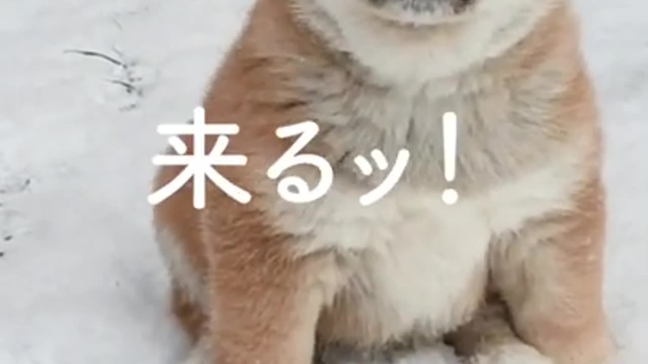 Koshiba is coming this way!
