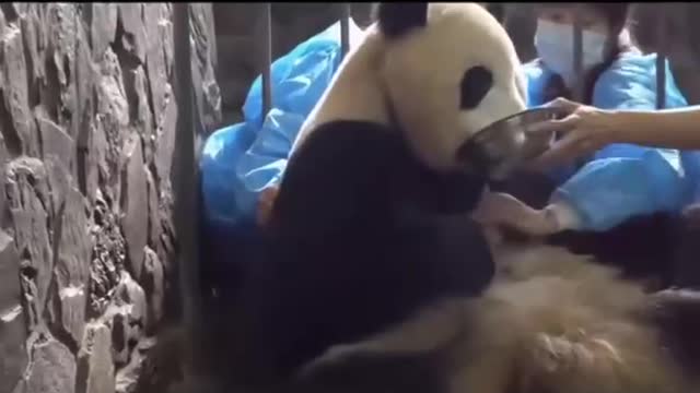 Humans steal panda cubs