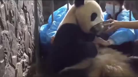 Humans steal panda cubs