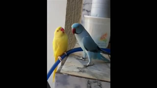 😂 Funniest Animals Video - Funny birds - Try Not To Laugh Animals 2022 #5