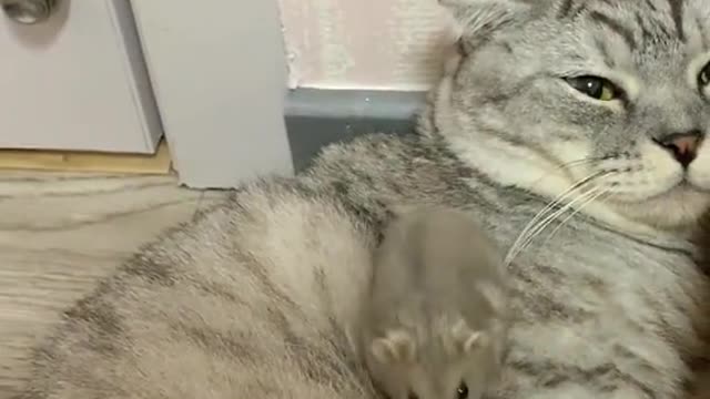 It'sfineforamousetocrawloveracat.