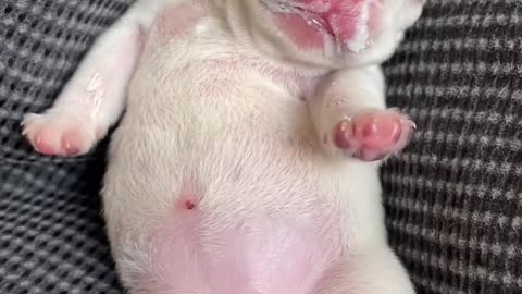 Puppy finished drinking milk