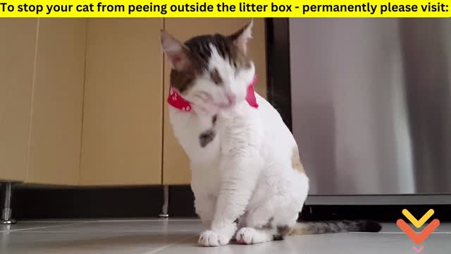 Funniest Animals Videos | Best Cats and Dogs | Videos 2022!