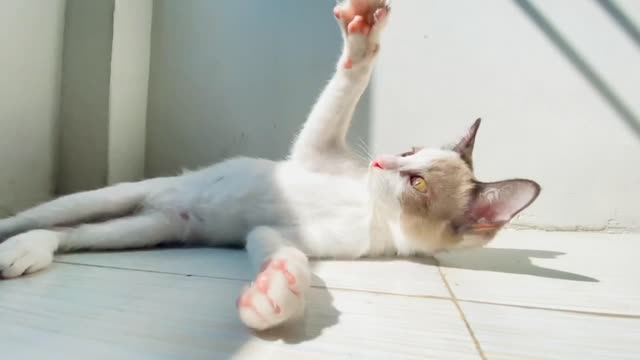 Baby cats are amazing creature because they are the cutest and most funny. I .