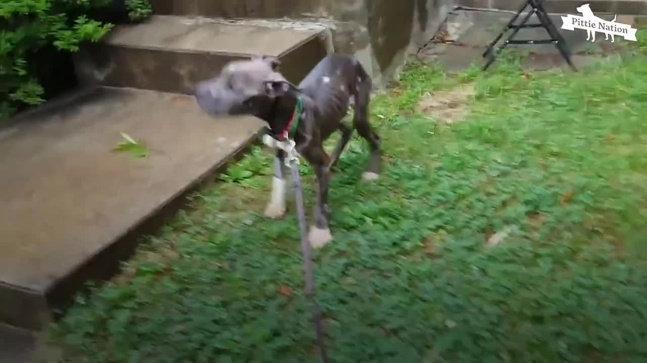 Starving Pittie Transforms Into The Bounciest Puppy | The Dodo Pittie Nation