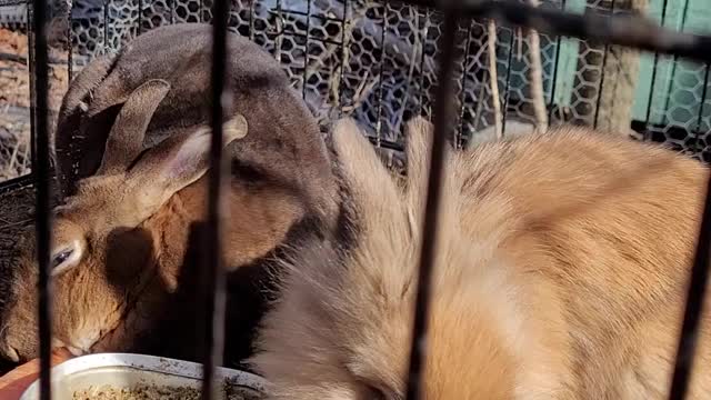 The Rabbits Love Carrots